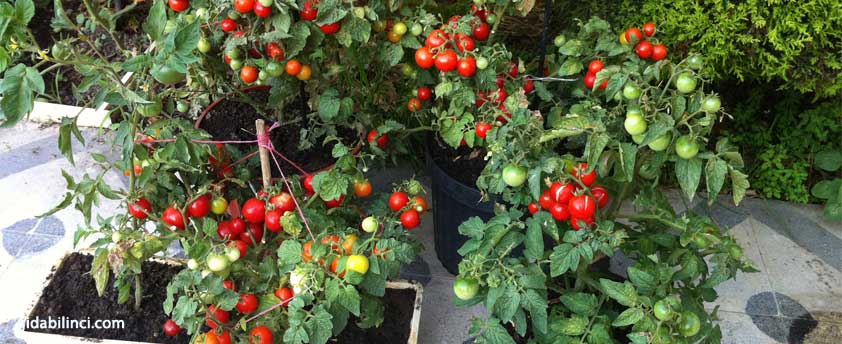 Balkonunuzda sebze yetiştirebilirsiniz