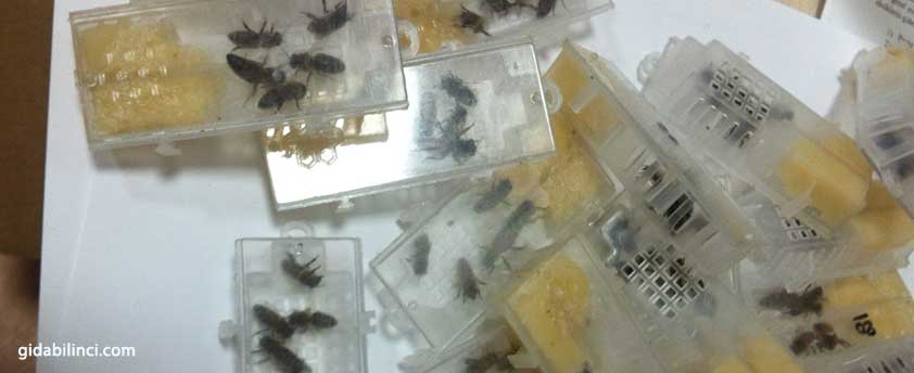 Sera arıları böyle ufak kutular içinde satılıyor