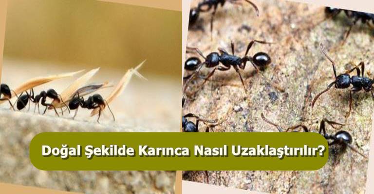 odak ekipman anlamına gelmek  Karıncalardan Nasıl Kurtulurum Kesin Doğal Çözüm Nedir